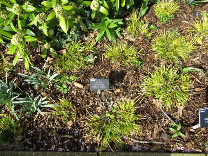 Acorus gramineus