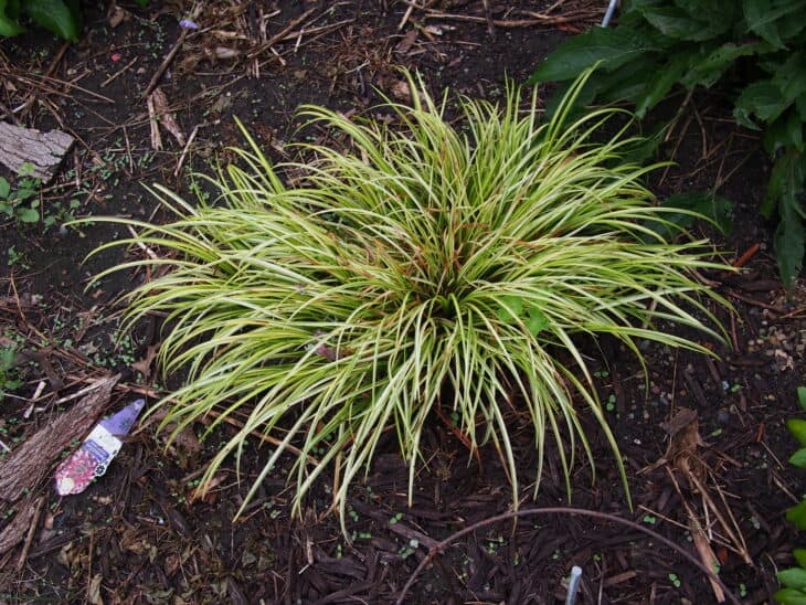 Acorus gramineus