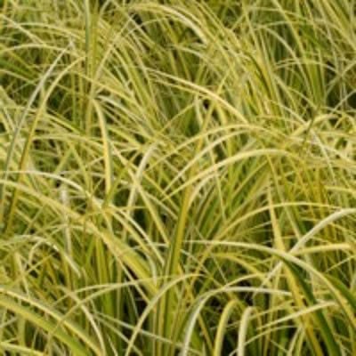 Acorus gramineus