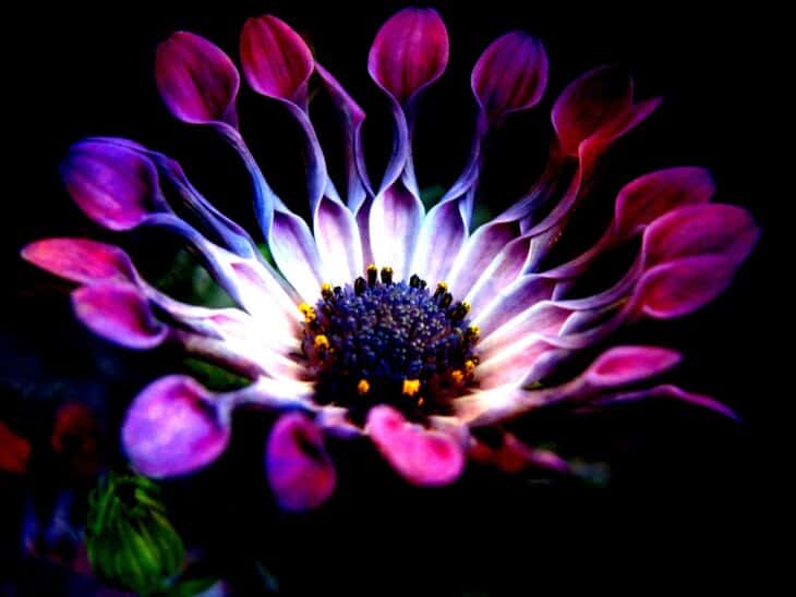 African Daisy (Osteospermum spp.)