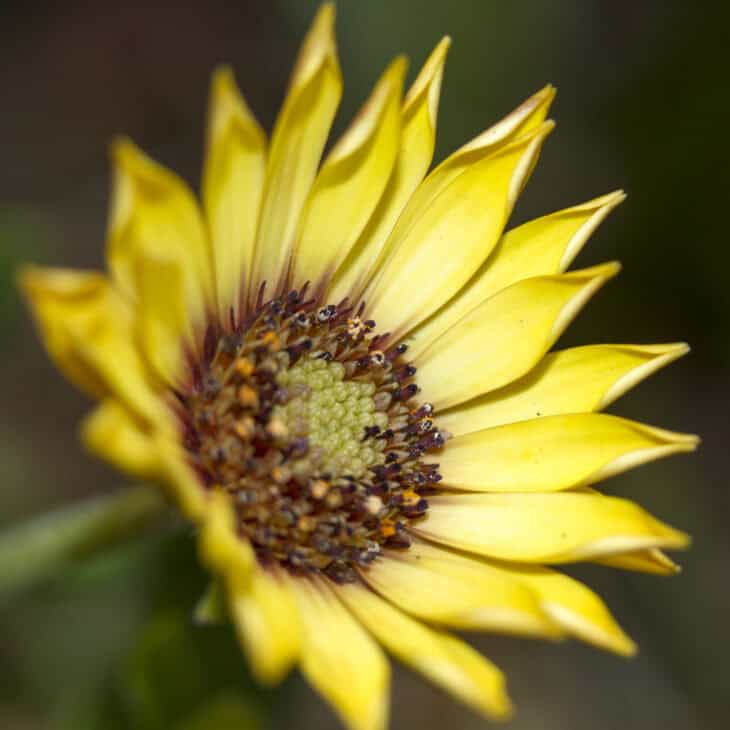 African Daisy (Osteospermum spp.)