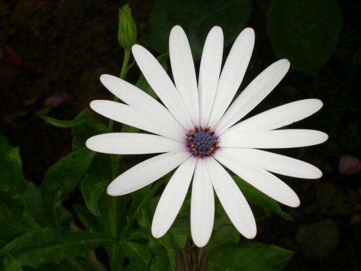 African Daisy (Osteospermum spp.)
