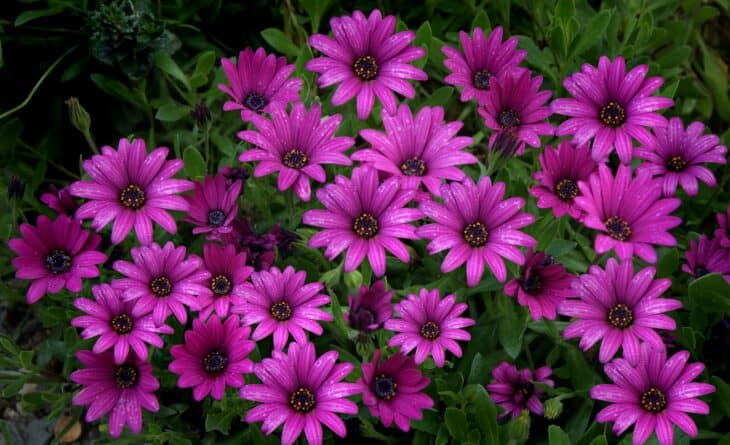 African Daisy (Osteospermum spp.)