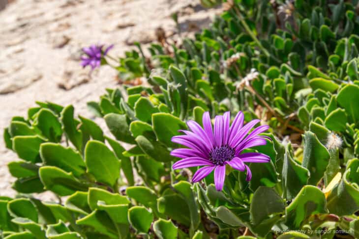 African Daisy (Osteospermum spp.)
