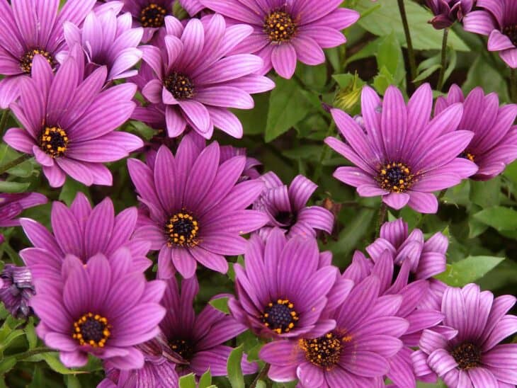 African Daisy (Osteospermum spp.)