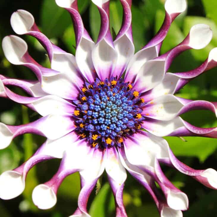 African Daisy (Osteospermum spp.)