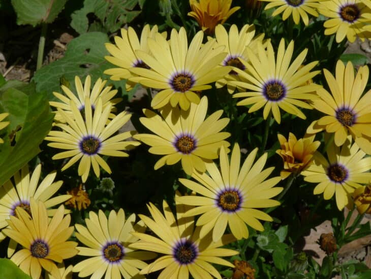 African Daisy (Osteospermum spp.)