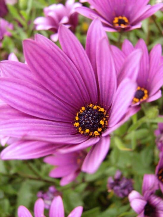 African Daisy (Osteospermum spp.)