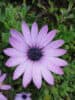 African Daisy (Osteospermum spp.)