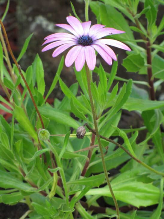 African Daisy (Osteospermum spp.)
