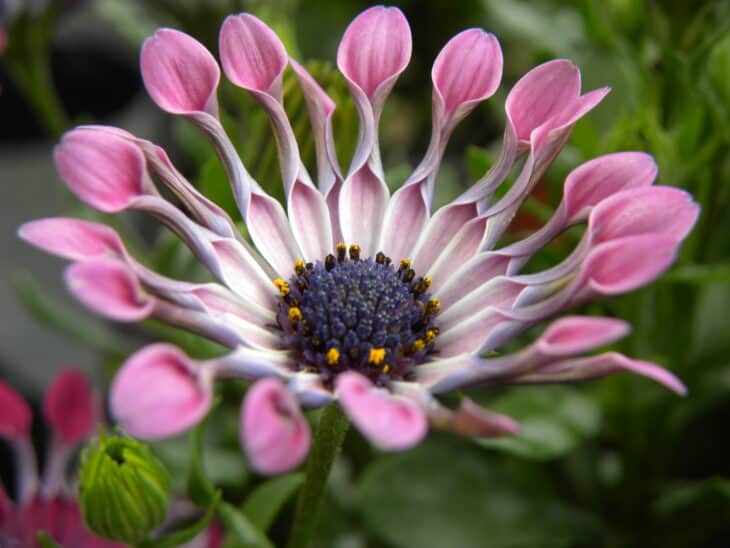 African Daisy (Osteospermum spp.)