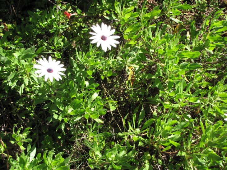 African Daisy (Osteospermum spp.)