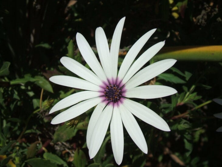 African Daisy (Osteospermum spp.)