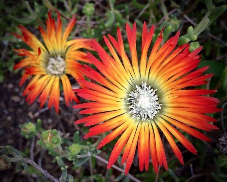 African Daisy (Osteospermum spp.)