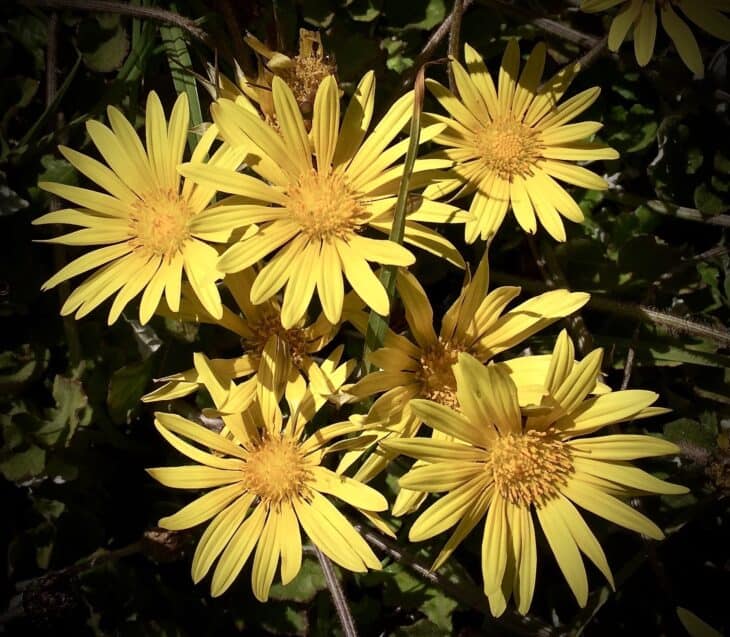 African Daisy (Osteospermum spp.)