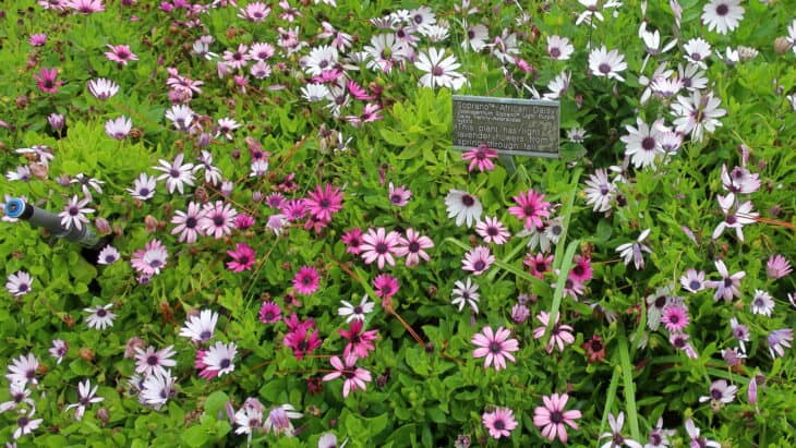 African Daisy (Osteospermum spp.)
