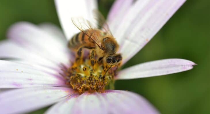 African Daisy (Osteospermum spp.)