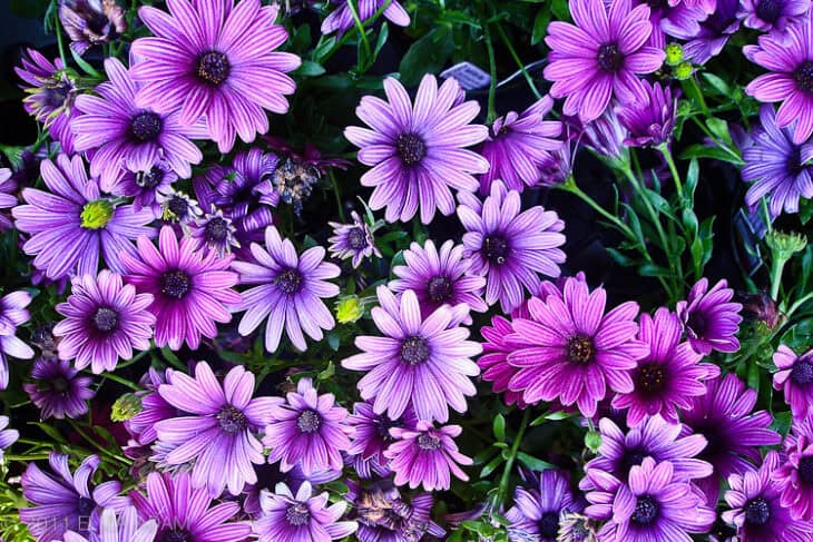 African Daisy (Osteospermum spp.)
