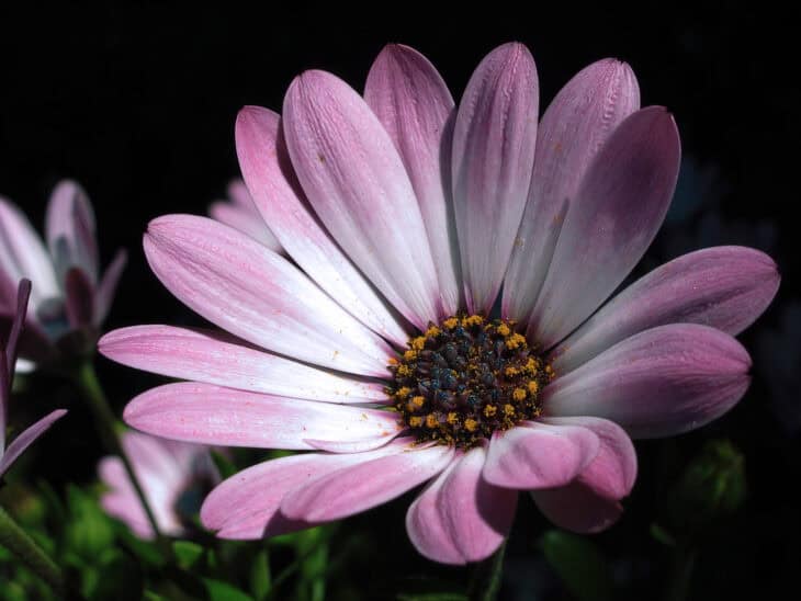 African Daisy (Osteospermum spp.)