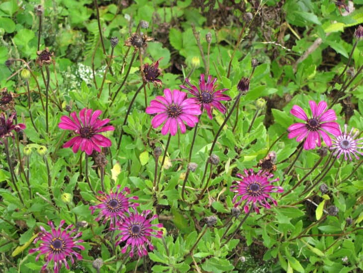 African Daisy (Osteospermum spp.)