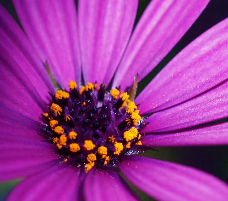 African Daisy (Osteospermum spp.)