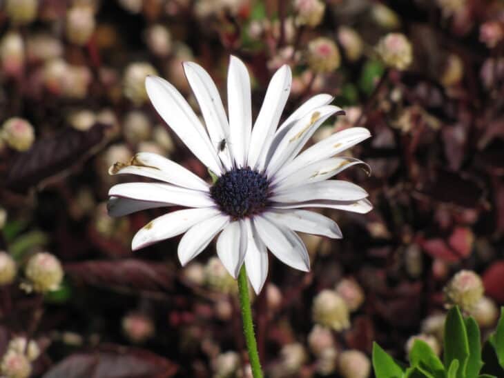 African Daisy (Osteospermum spp.)