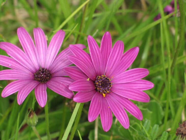 African Daisy (Osteospermum spp.)