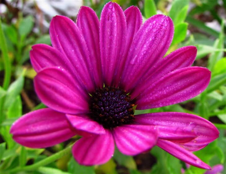 African Daisy (Osteospermum spp.)