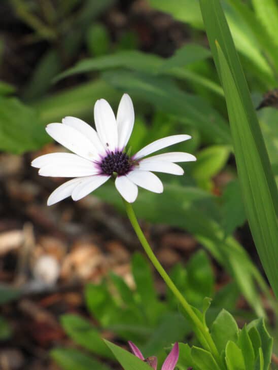 African Daisy (Osteospermum spp.)