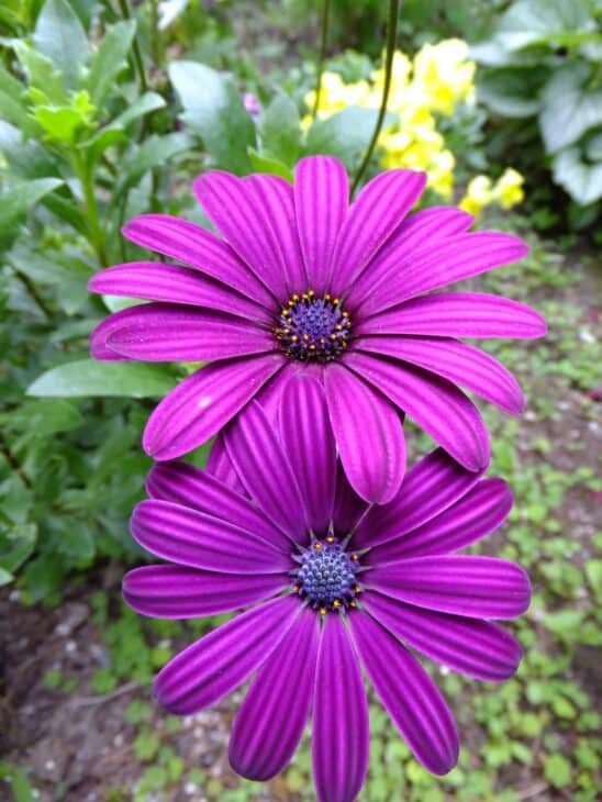 African Daisy (Osteospermum spp.)
