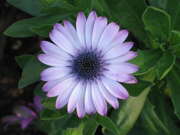African Daisy (Osteospermum spp.)