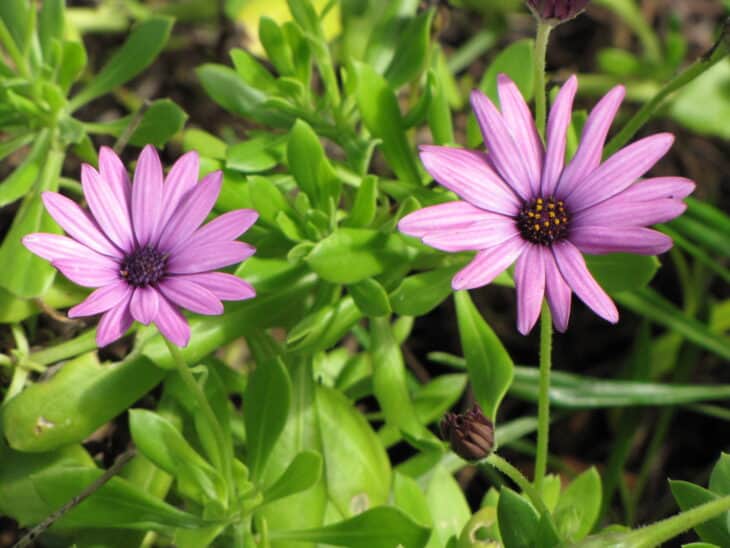 African Daisy (Osteospermum spp.)