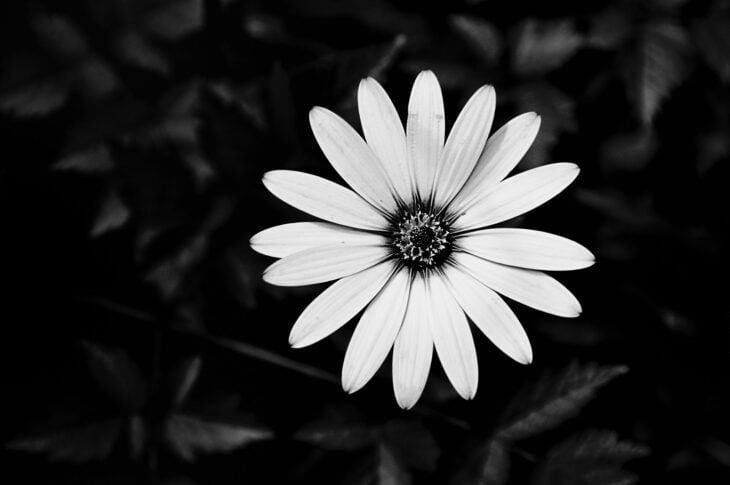 African Daisy (Osteospermum spp.)