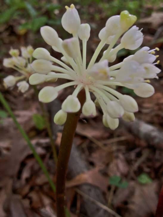 Allium tricoccum