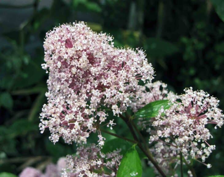 American Elderberry - Sambucus canadensis