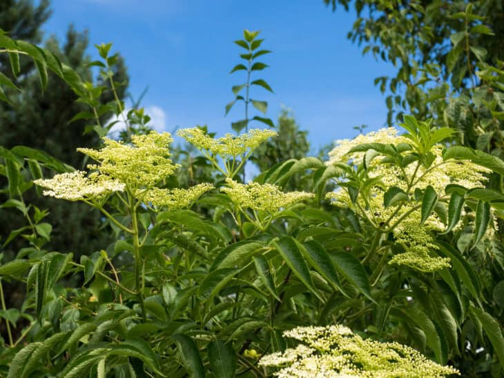 American Elderberry - Sambucus canadensis