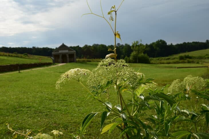 American Elderberry - Sambucus canadensis
