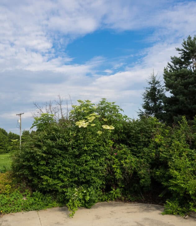 American Elderberry - Sambucus canadensis