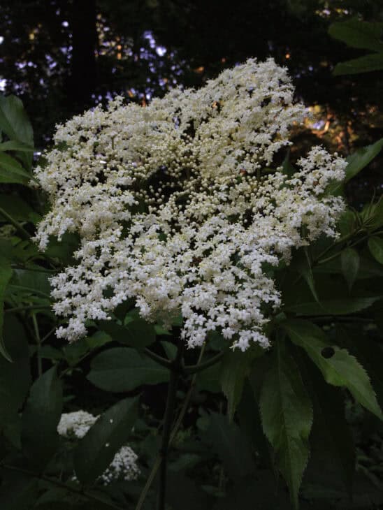 American Elderberry - Sambucus canadensis