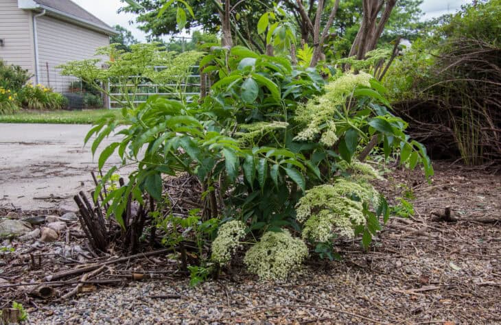 American Elderberry - Sambucus canadensis