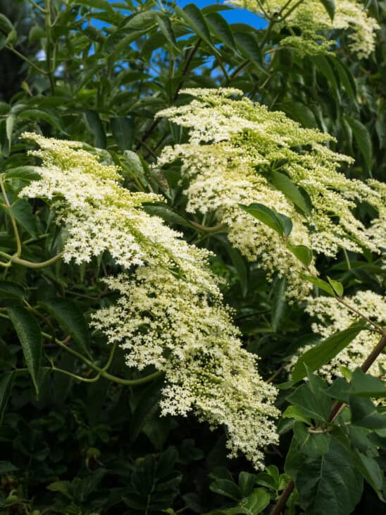 American Elderberry - Sambucus canadensis