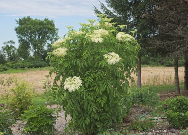American Elderberry - Sambucus canadensis