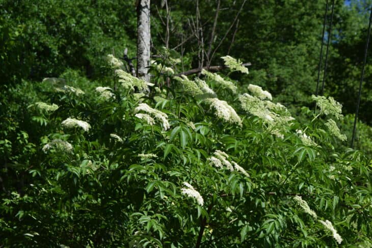 American Elderberry - Sambucus canadensis