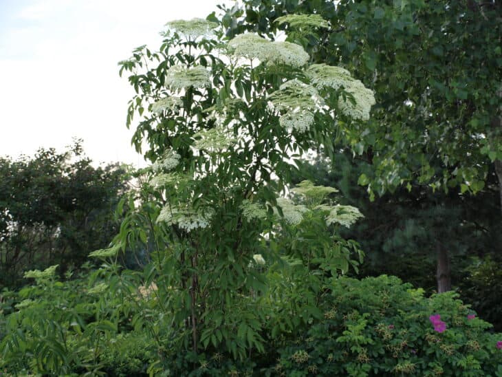 American Elderberry - Sambucus canadensis