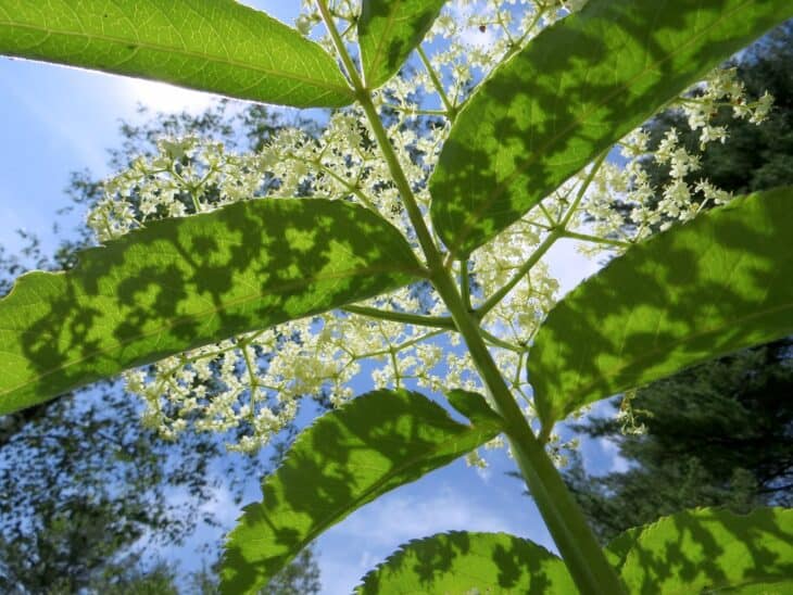 American Elderberry - Sambucus canadensis