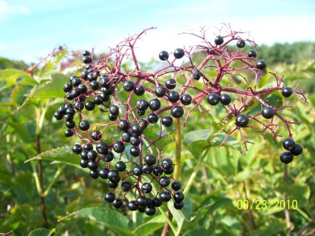 American Elderberry - Sambucus canadensis
