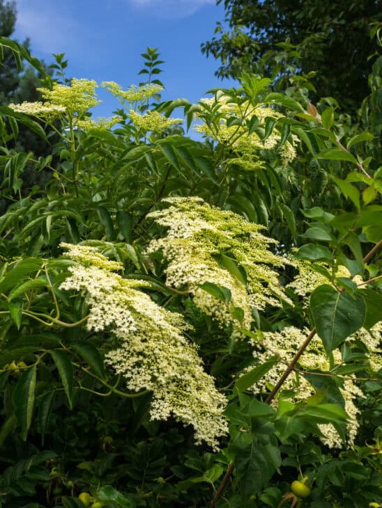 American Elderberry - Sambucus canadensis