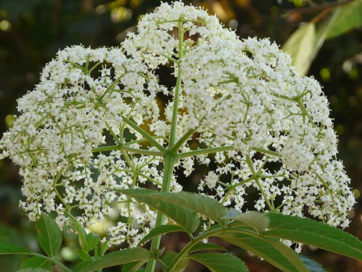 American Elderberry - Sambucus canadensis