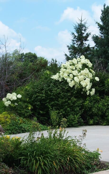 American Elderberry - Sambucus canadensis