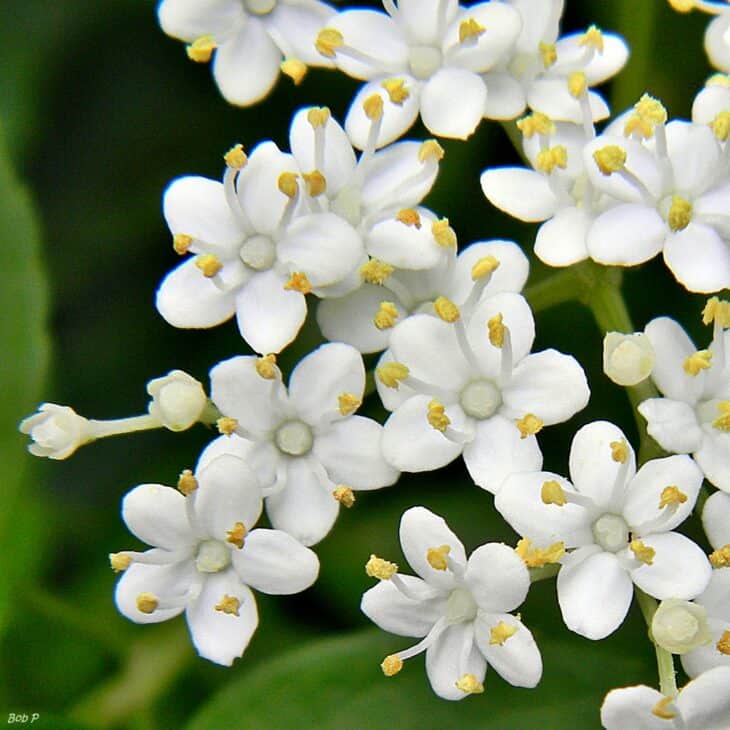 American Elderberry - Sambucus canadensis